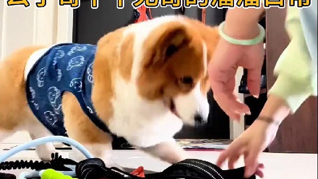 公子哥平平无奇的溜溜日常