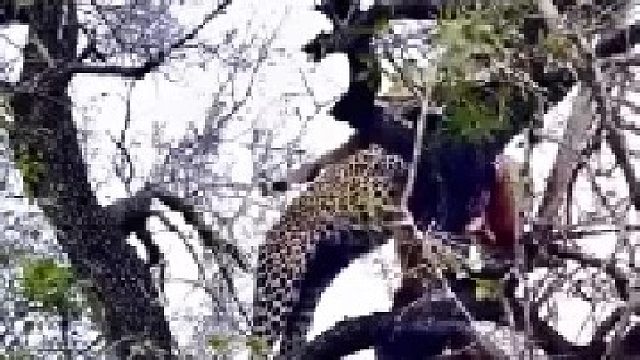 花豹将食物挂在树上，鬣狗空手而归