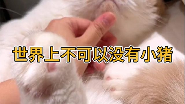 世界上不可以没有小猪