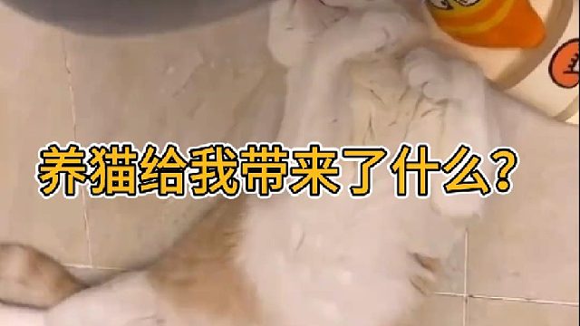 养猫给我带来了什么？