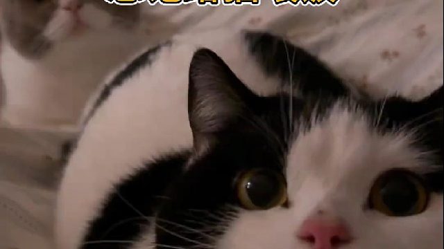 当我起的太晚忘记给猫喂饭