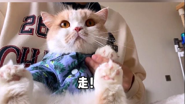 本想给黄梨一个生日惊喜没想到变成了惊吓？