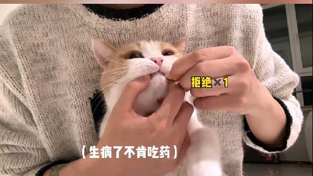 猫咪生病不吃药怎么办？