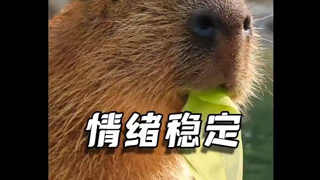 温顺只是水豚的人设，煤气罐罐是方形粑粑，傻狍子有双清澈的眼神