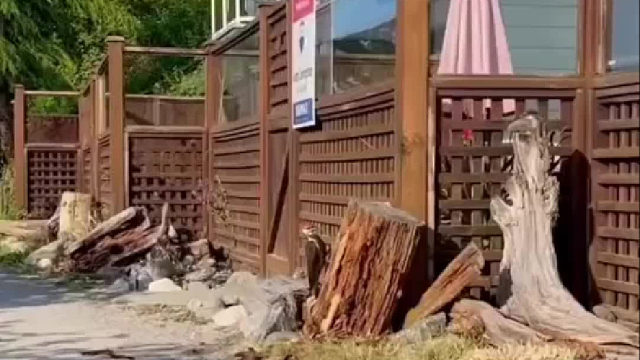 原来啄木鸟这么大只…