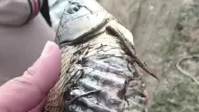 类似畸形，没啥价值吧