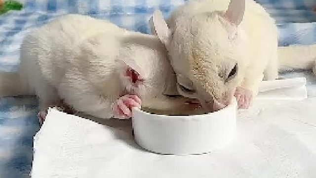 认真干饭的兄弟俩。