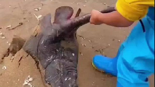 户外赶海抓海鲜