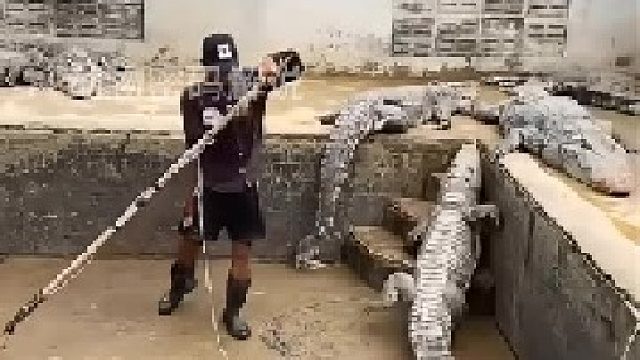 男子唤醒沉睡的鳄鱼