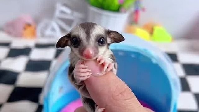 傻猫又来tou吃了