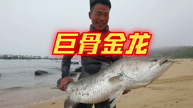 深海怪鱼巨骨金龙重现江湖，阿锋马上转售市场，鱼肚里还藏有宝贝