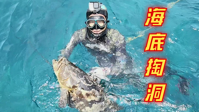 憋一口气潜到海底掏洞，大石斑探头观望被点天灯，阿豹收获海巨青