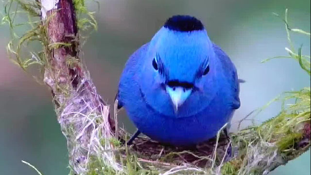 这鸟的发型太酷了吧……