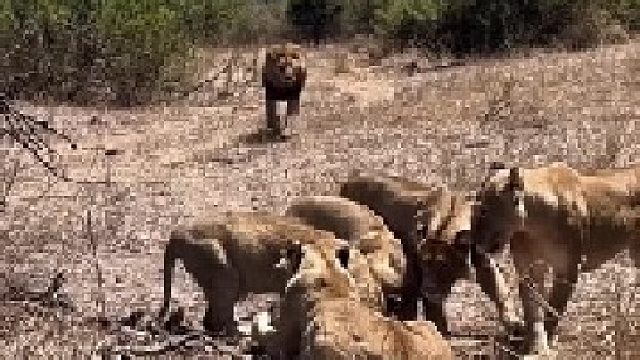 狮群辛苦捕猎，最后让雄狮捡了便宜