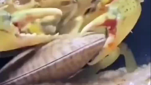 这只螃蟹是真正的美食家……