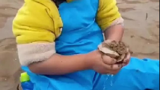 户外赶海抓海鲜