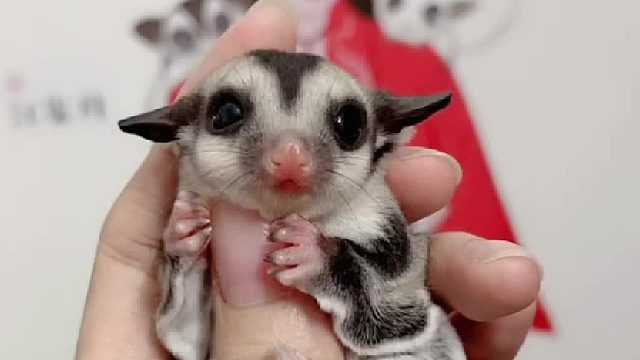 小普蜜也很耐看吖