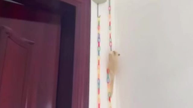 个头不大，来头不小。是我文案里的主角，是我心目中的无价之宝