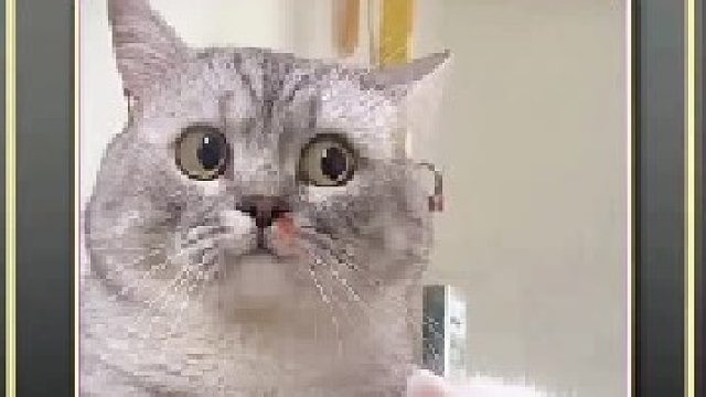 猫咪的日常生活