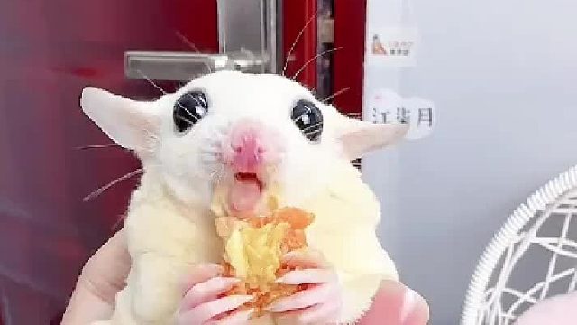 听听这个声音就知道吃得有多开心啦。