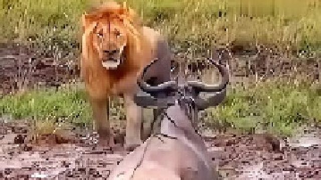 雄狮捕猎角马，角马躲进泥潭