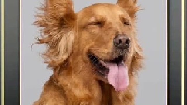 狗子的迷惑行为