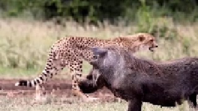 疣猪和猎豹擦肩而过
