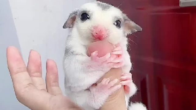 哄睡失败了，继续盘吧