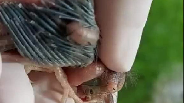 啊，这怎么会发生在一只小鸟身上