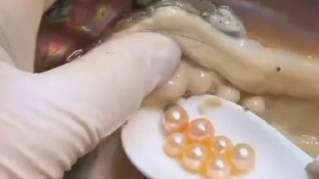 蚌壳里取珍珠，看着挺解压的……