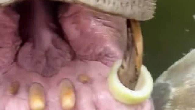 河马：中圈套了，你不是喂食，你是搁我嘴里套圈。