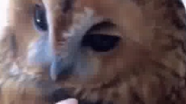 我记得小学课本上，猫头鹰是猛禽!