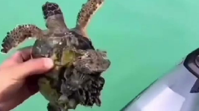 帮助海龟清理身上的藤壶，不仅是一件善事，还是一件非常解压的事情