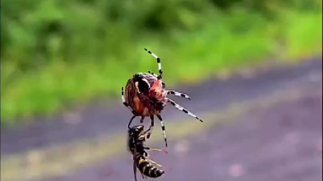 大黄蜂旋转法大战蜘蛛，可惜蜘蛛转晕了也没松爪……