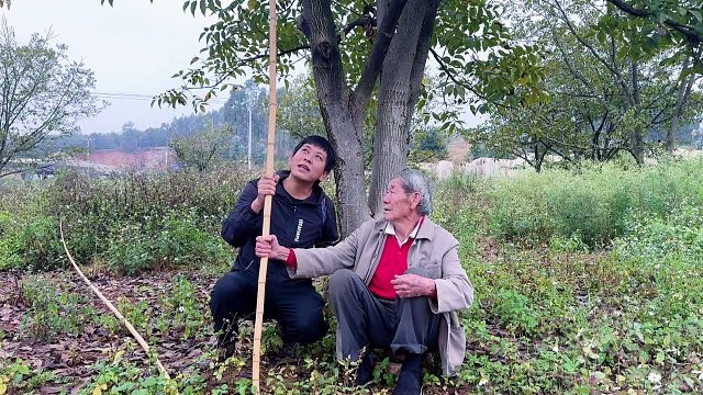 81岁大爷有4个女儿，想吃核桃却摘不到，小伙做法让人称赞！