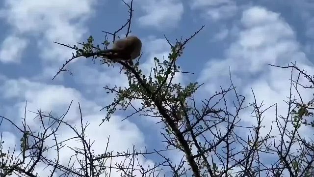 狩猎10米高的猴子，等猎手拿出肠子一幕，惊呆了