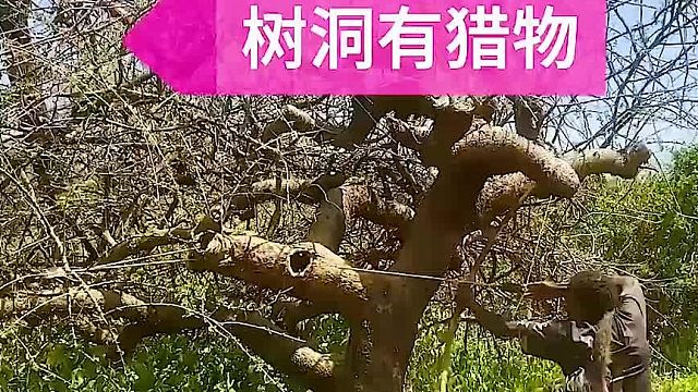 树洞中藏有猎物，揪出来后连猎手都大吃一惊