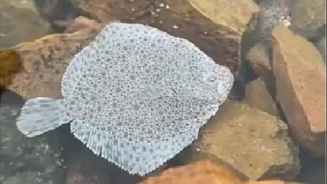 户外赶海抓海鲜