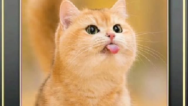 那些奇葩的猫咪