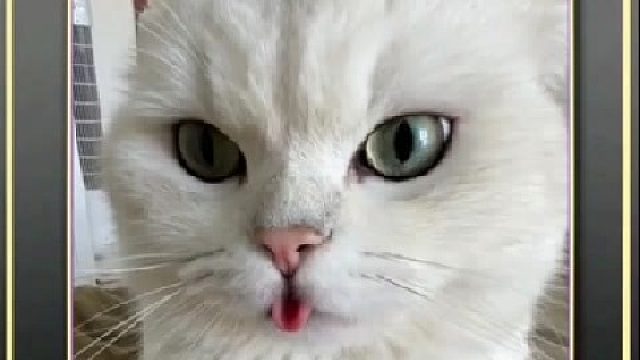 那些神经病的猫咪