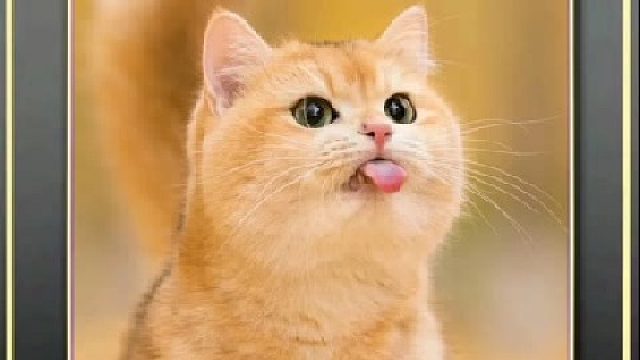 猫咪迷惑行为大赏