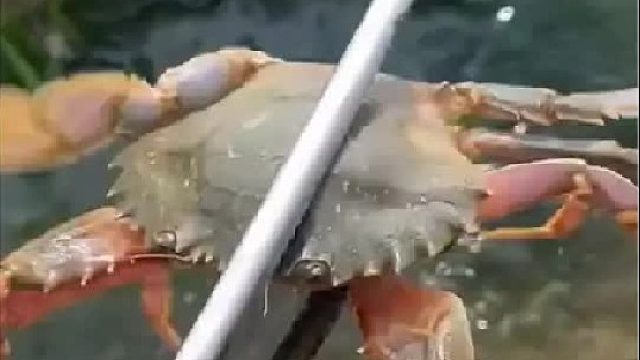 户外赶海抓海鲜