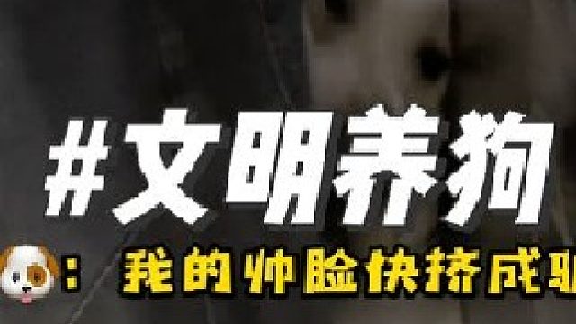 狗子：文明养狗，你好我也好