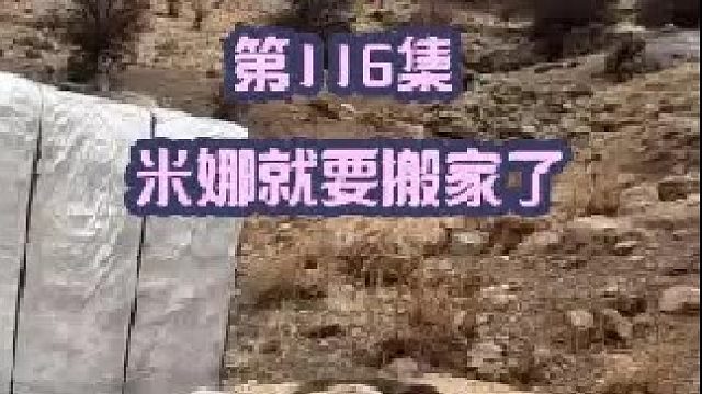 羊圈马上改造好了米娜就要搬家了