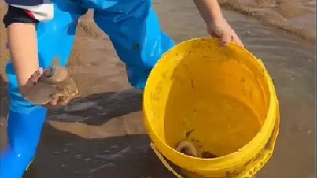 户外赶海抓海鲜