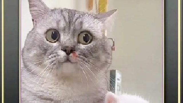 猫咪的日常生活