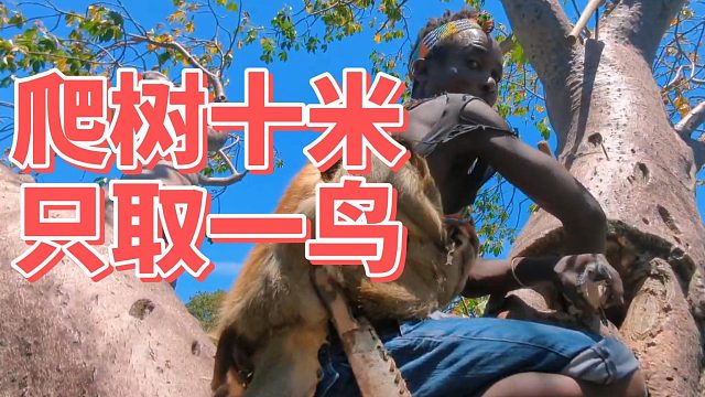 爬十米猴面包树，只为掏一鸟