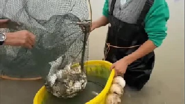 户外赶海抓海鲜