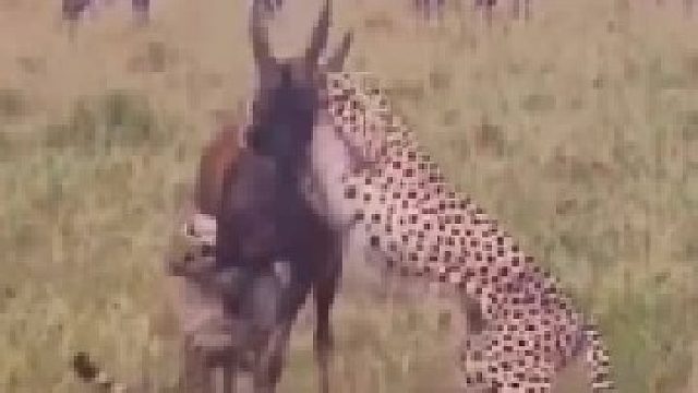 两只猎豹合力捕猎羚羊