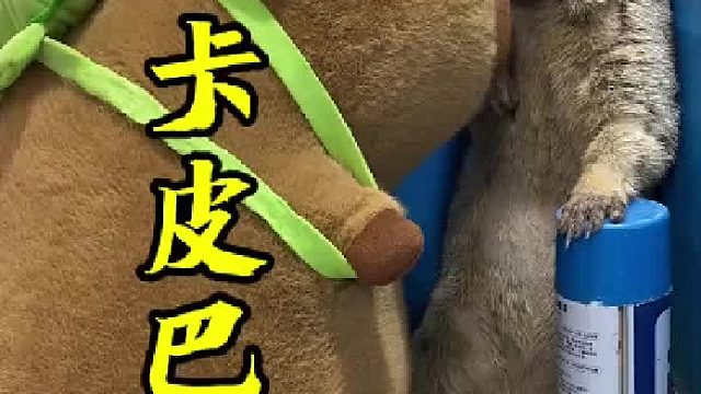 当卡皮巴拉遇上土拨鼠